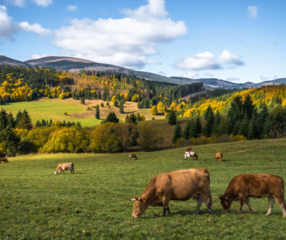 The future of food and alternative proteins